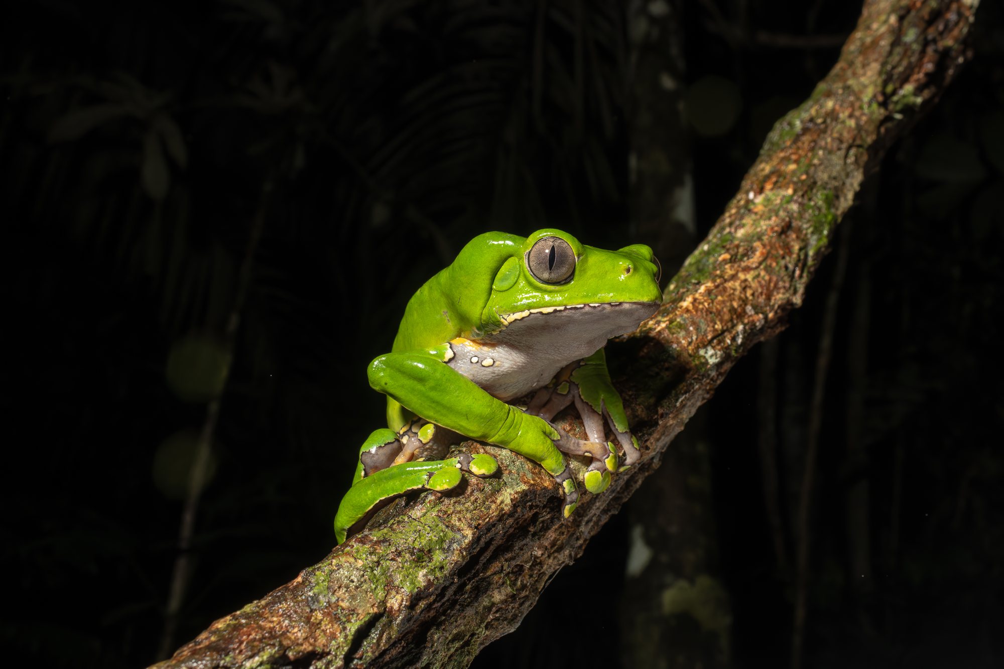 Phyllomedusa bicolor tree frog on a branch