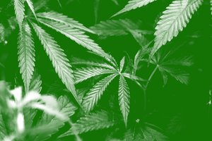 Close-up of green cannabis leaves.