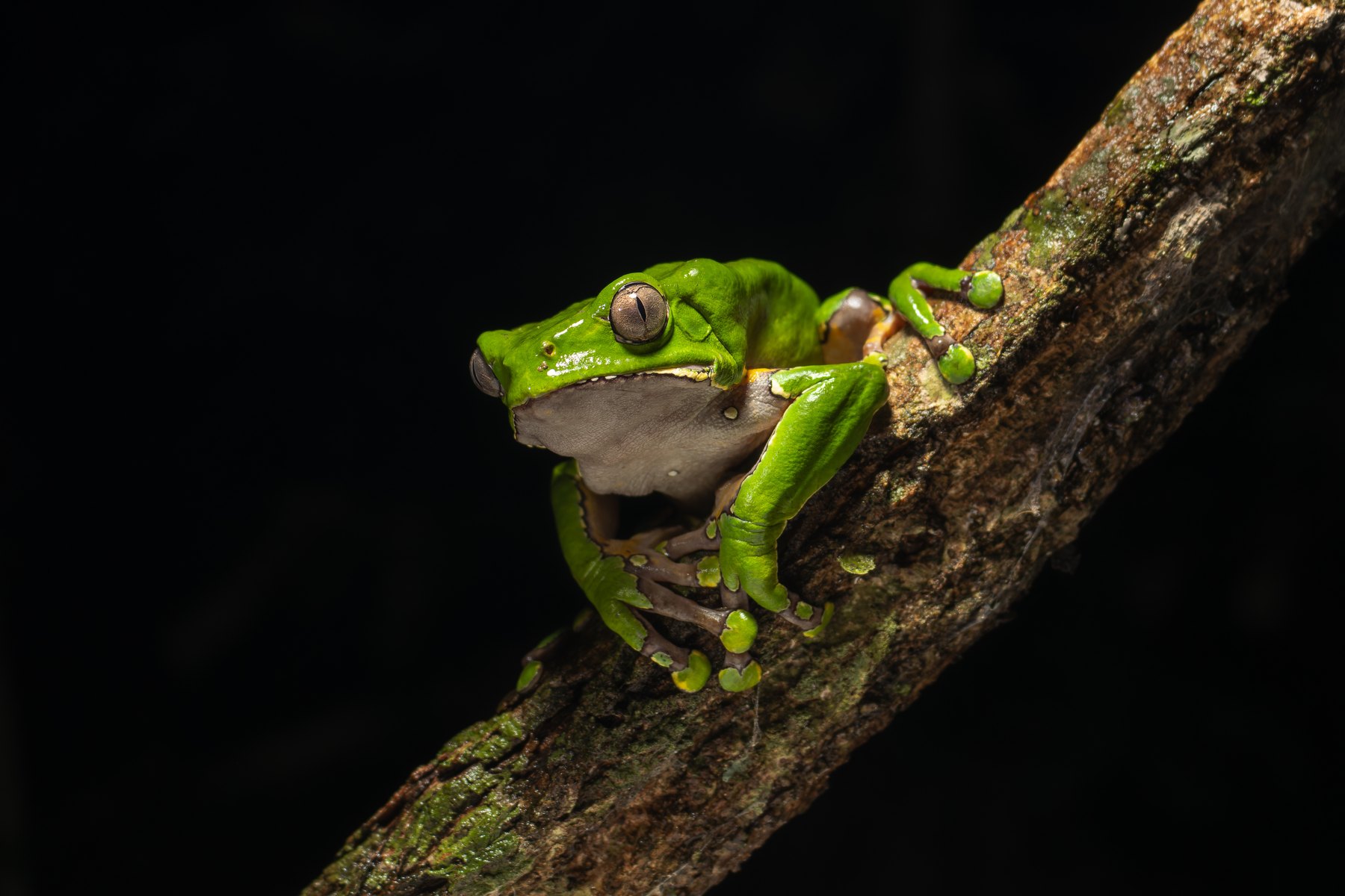 Phyllomedusa bicolor tree frog on a branch